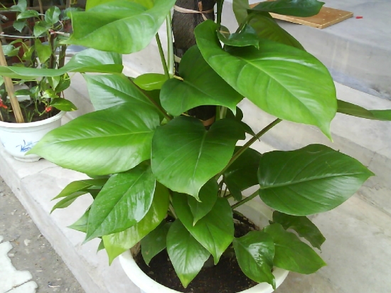 长势良好的大叶绿�? style=