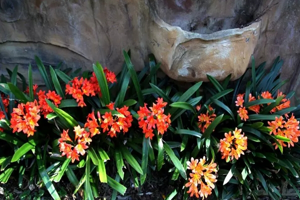 q花农村遍地都是Q城里h却当个宝Q乡下{一圈,省下大笔买花钱! q花农村遍地都是Q城里h却当个宝Q乡下{一圈,省下大笔买花钱!