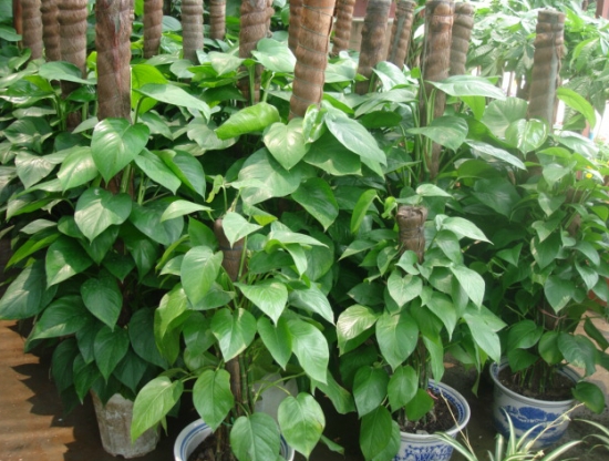 大叶�l�萝��L���? style=