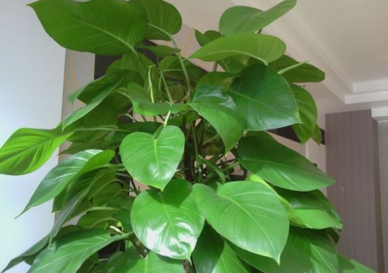 ���绿的大叶绿�? width=