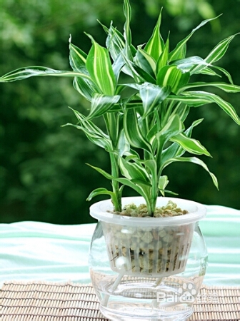 水养富贵竹养�D�方法与注意事项