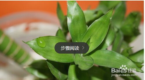 水养富贵竹养�D�方法与注意事项