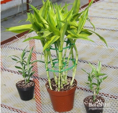 水养富贵竹养�D�方法与注意事项