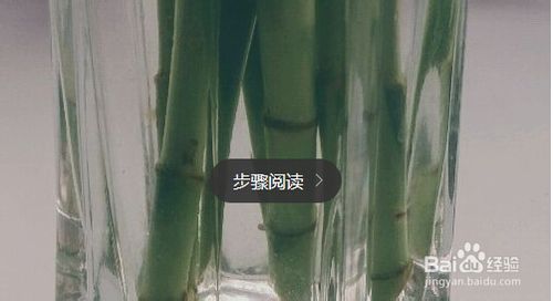 水养富贵竹养�D�方法与注意事项