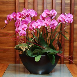 蝴蝶兰的LҎ(gu)和注意事? width=