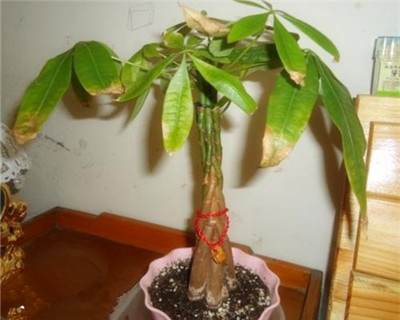 发胦(ch)?wi)叶子发黄怎么?