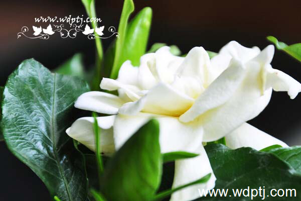 ��q���U�类11