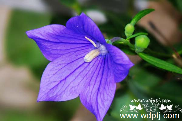 ��q���U�类14