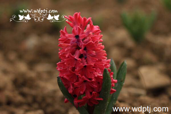 ��q���U�类10