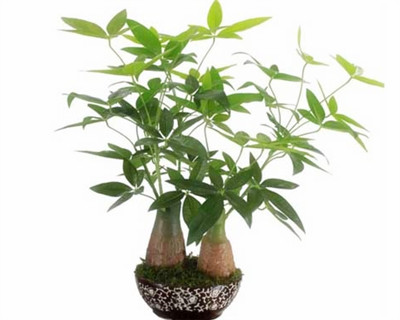 盆栽发财树(wi)的养D方法和注意事项