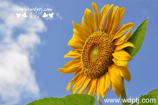 ��q���U�类8