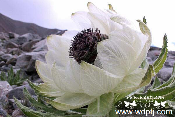 ��q���U�类18