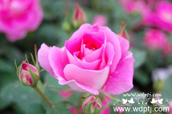 ��q���U�类17