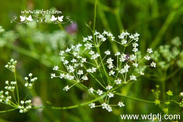 ��q���U�类13