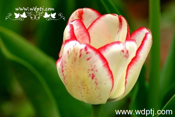 ��q���U�类4