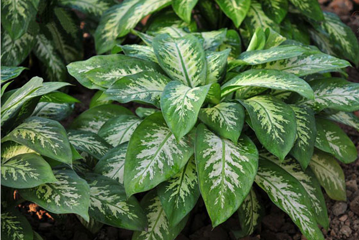 花å¶ä¸‡å¹´é? alt=