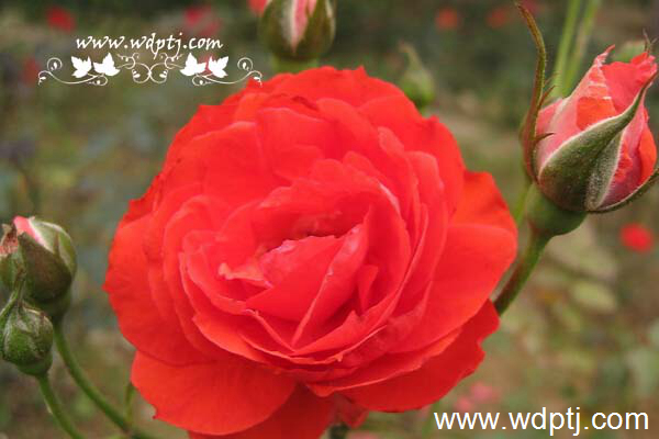 ��q���U�类1