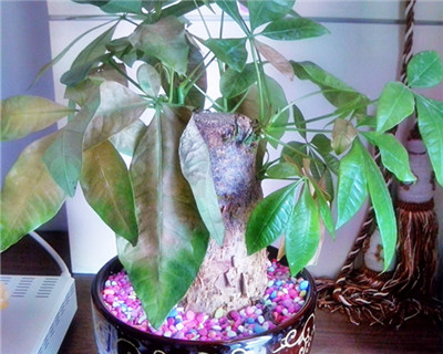 盆栽发财树(wi)的注意事? style=