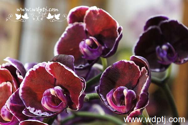 ��q���U�类5