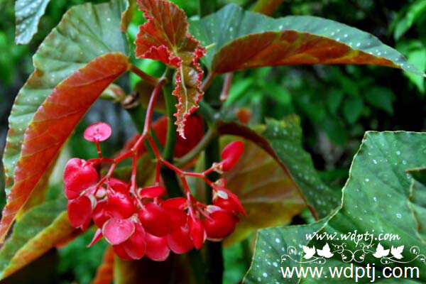 ��q���U�类20