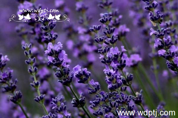 ��q���U�类7