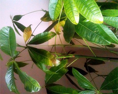 发胦(ch)?wi)叶子发黄怎么?