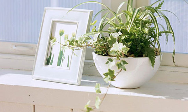 安�����M��么花风水好？