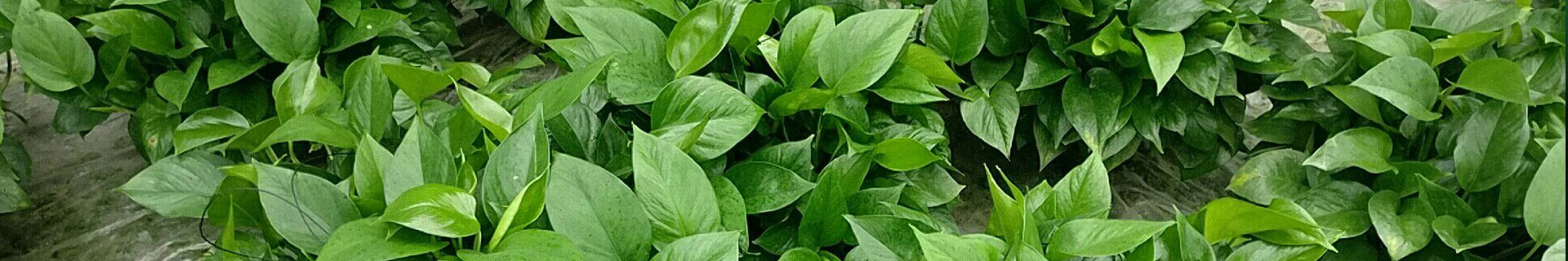 水培/開(kāi)花植物